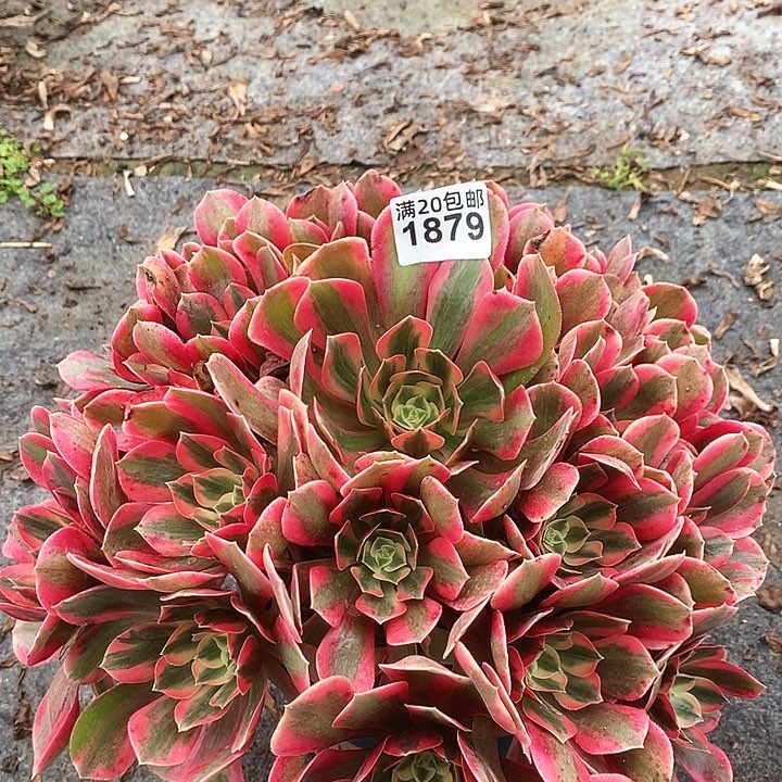 1879 一颗女神法师