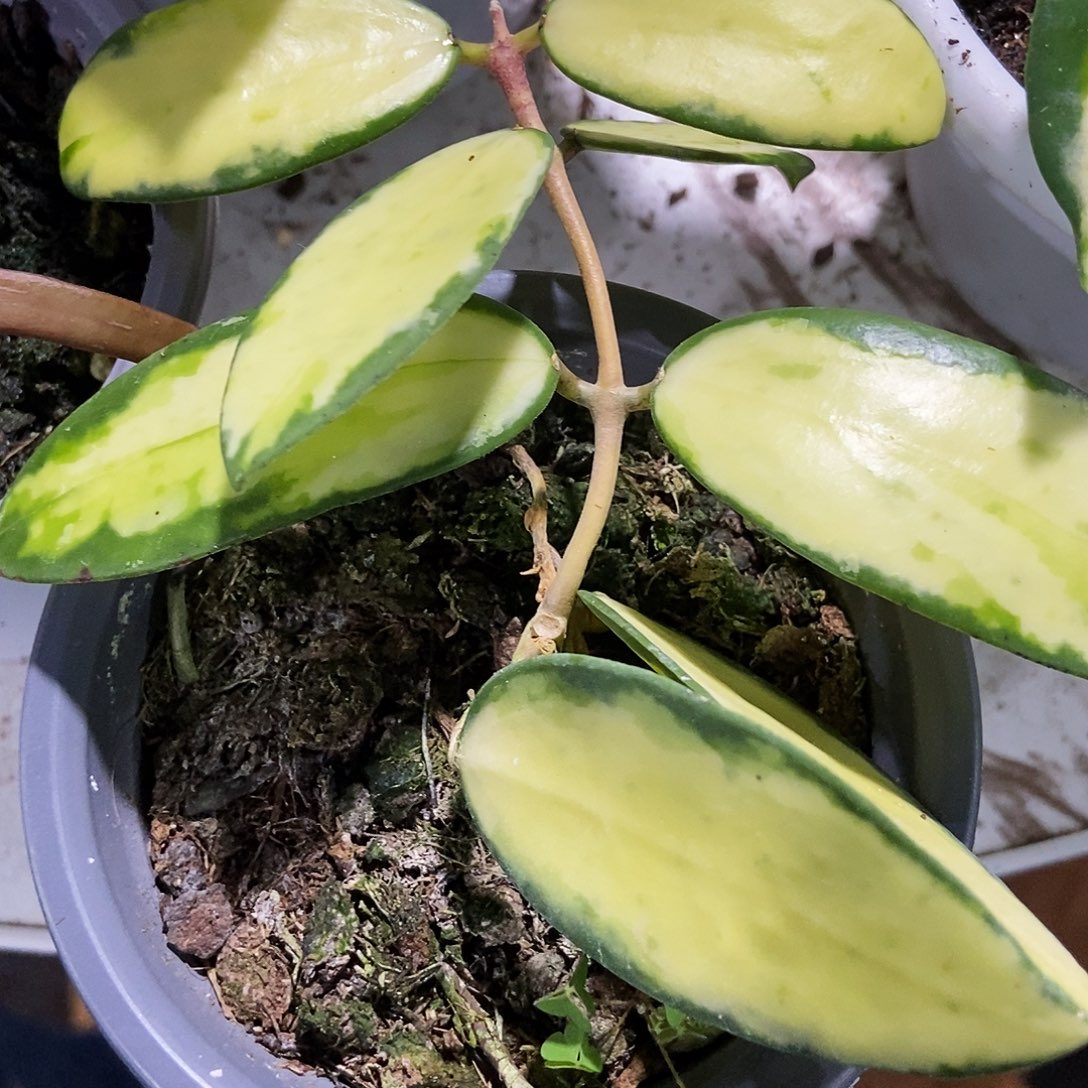 完全开放小叶寄生内锦45