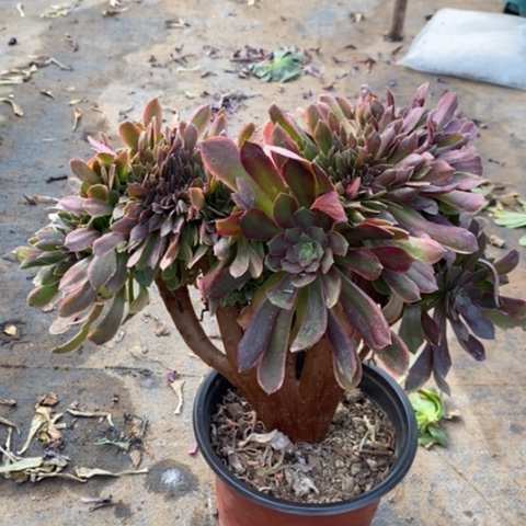 娜迦缀多肉植物021