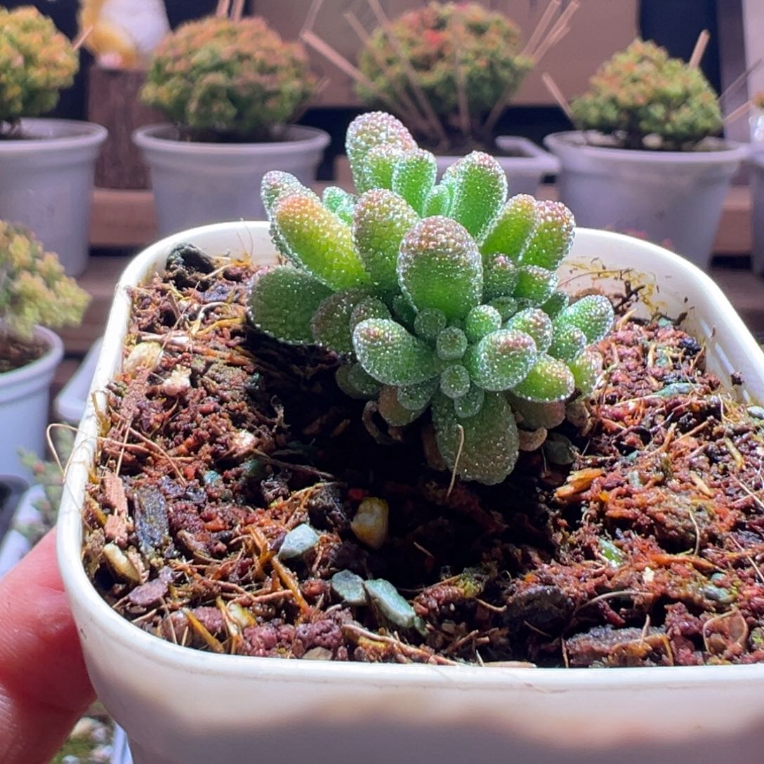 520冰晶一物一拍包开箱