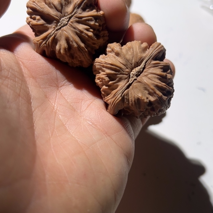 陈***伟文玩核桃把件白狮子