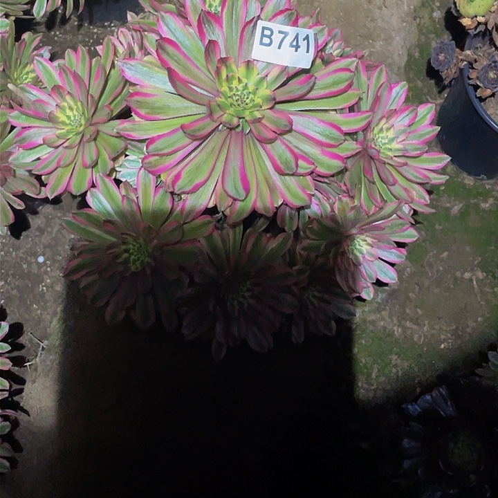 多肉法师741号夕颜大号发货不包损