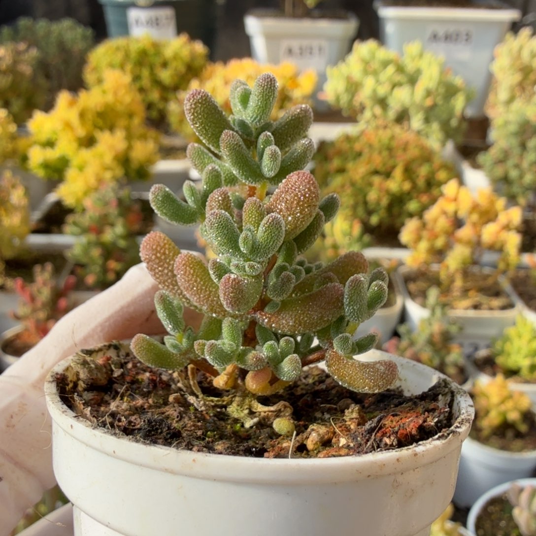 A211冰冰虾枝干一物一拍