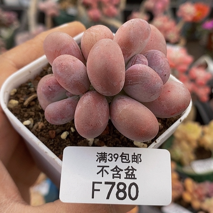 橙雪球5cm780多肉植物