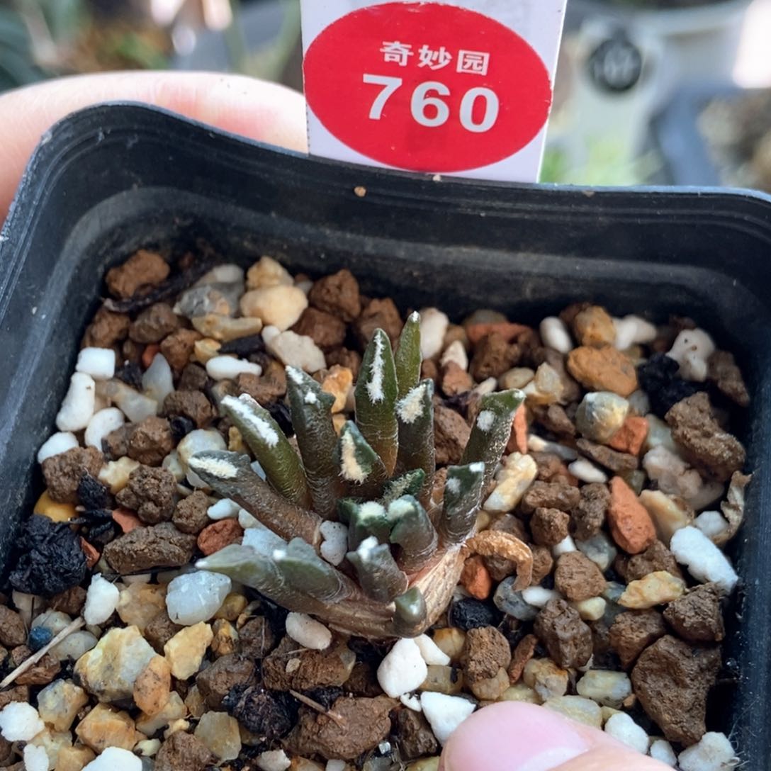 实生黑牡丹一颗仙人球2.5cm