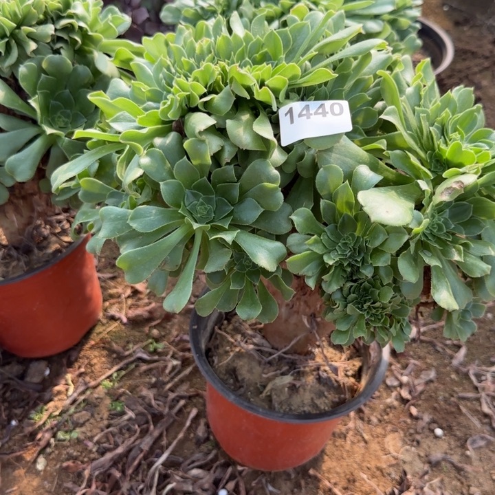 1440 清棚处理不包断枝