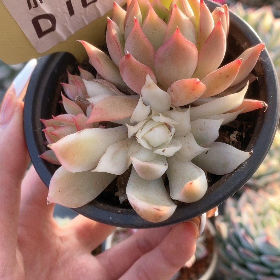 161宝莲灯锦锦锦锦锦锦