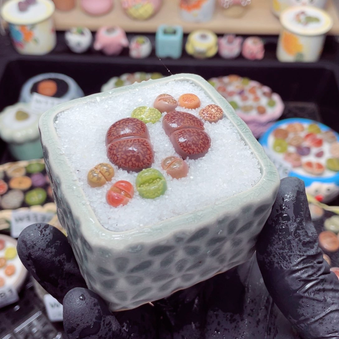 w1182--带盆土发货，零下地区拍保温箱