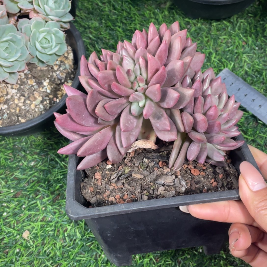 桃花源缀冠幅15 公分一物一拍