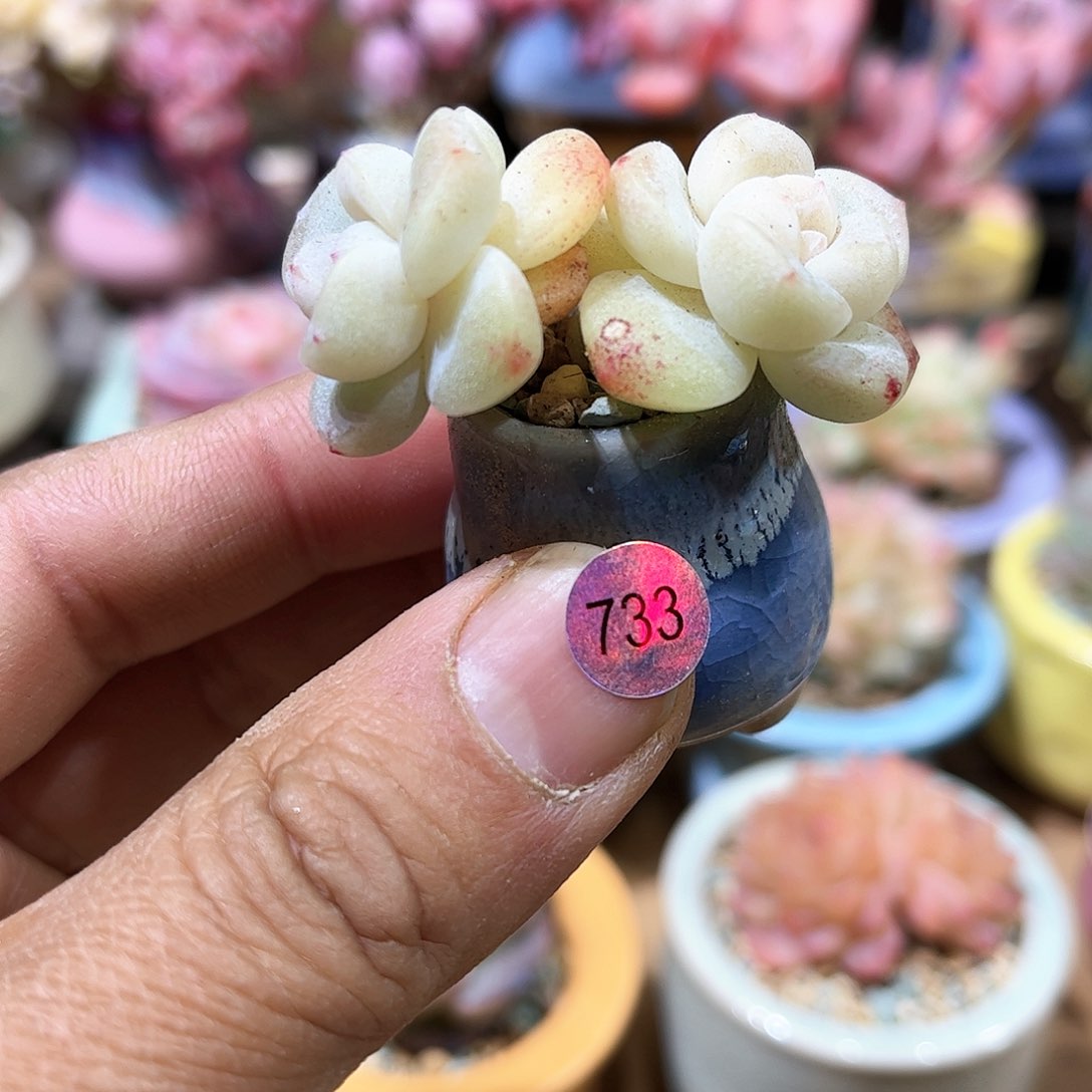 冰玉  含盆含土发货 30包邮偏远除外