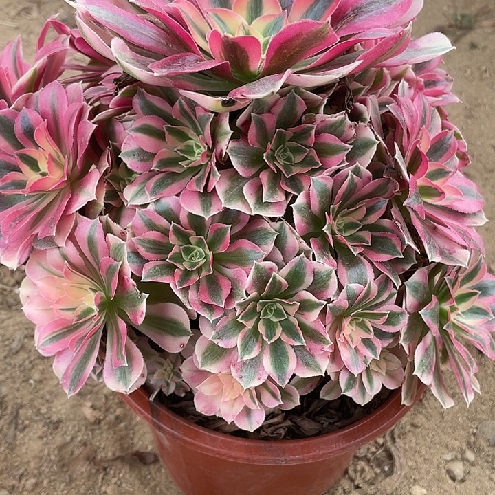 800粉女巫多肉植物