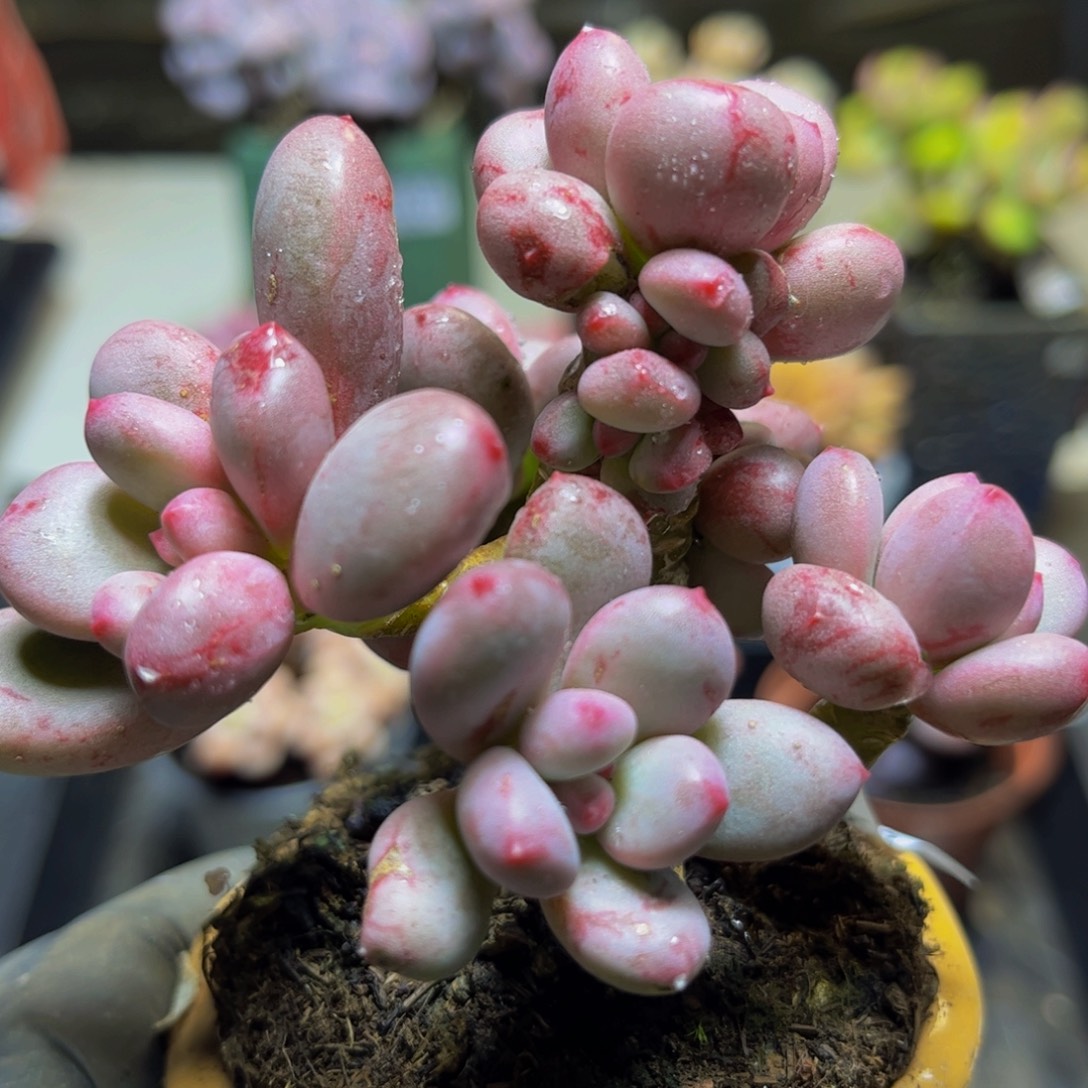 531桃花仙子奶酪多肉植物