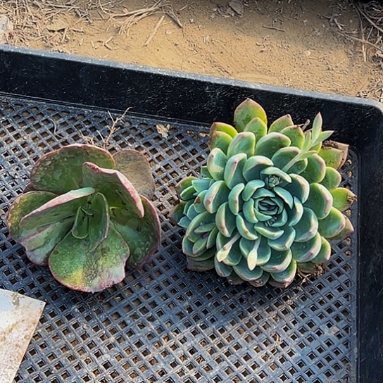 大唐玫瑰莎莎女王各一颗