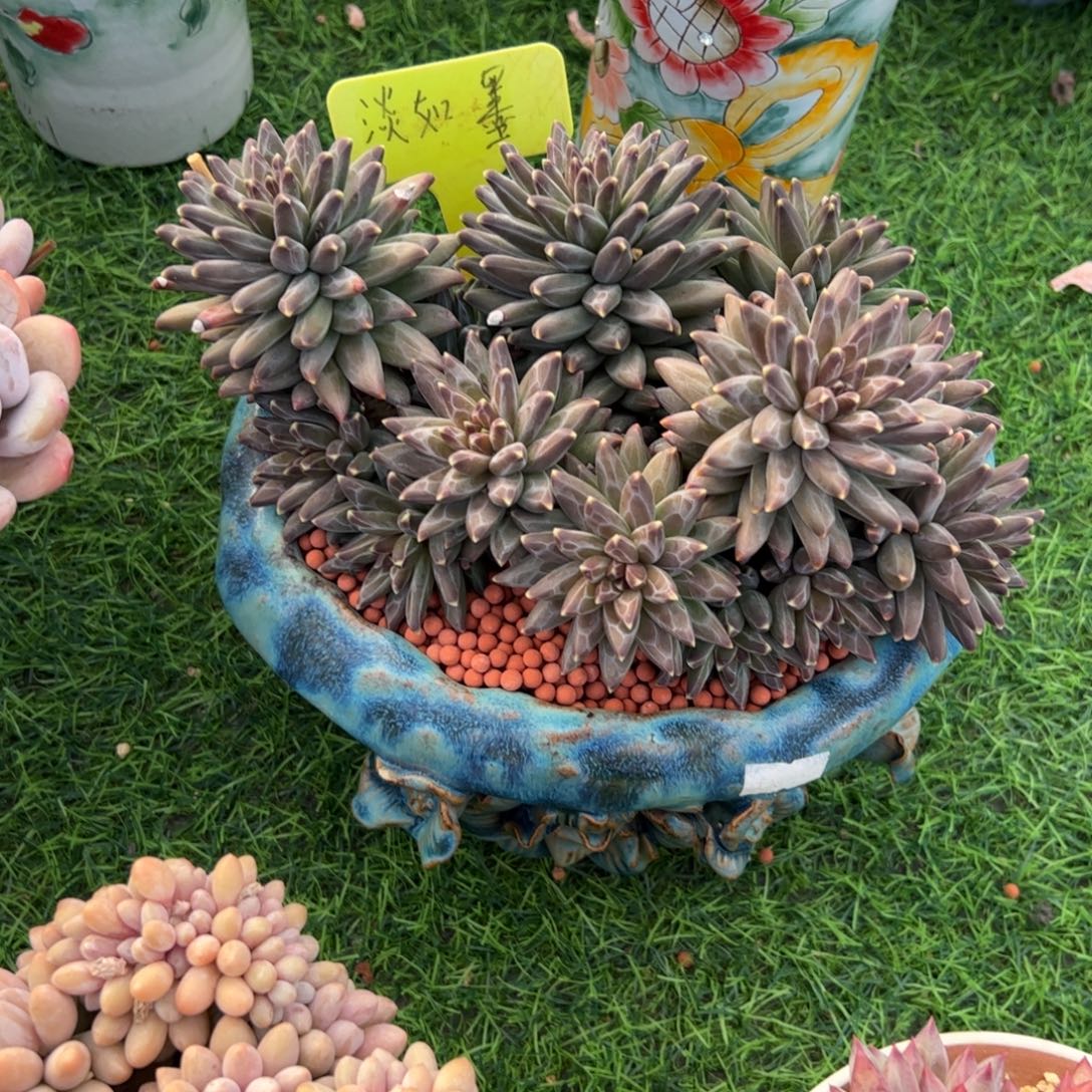 吕***金梵高美人多肉植物