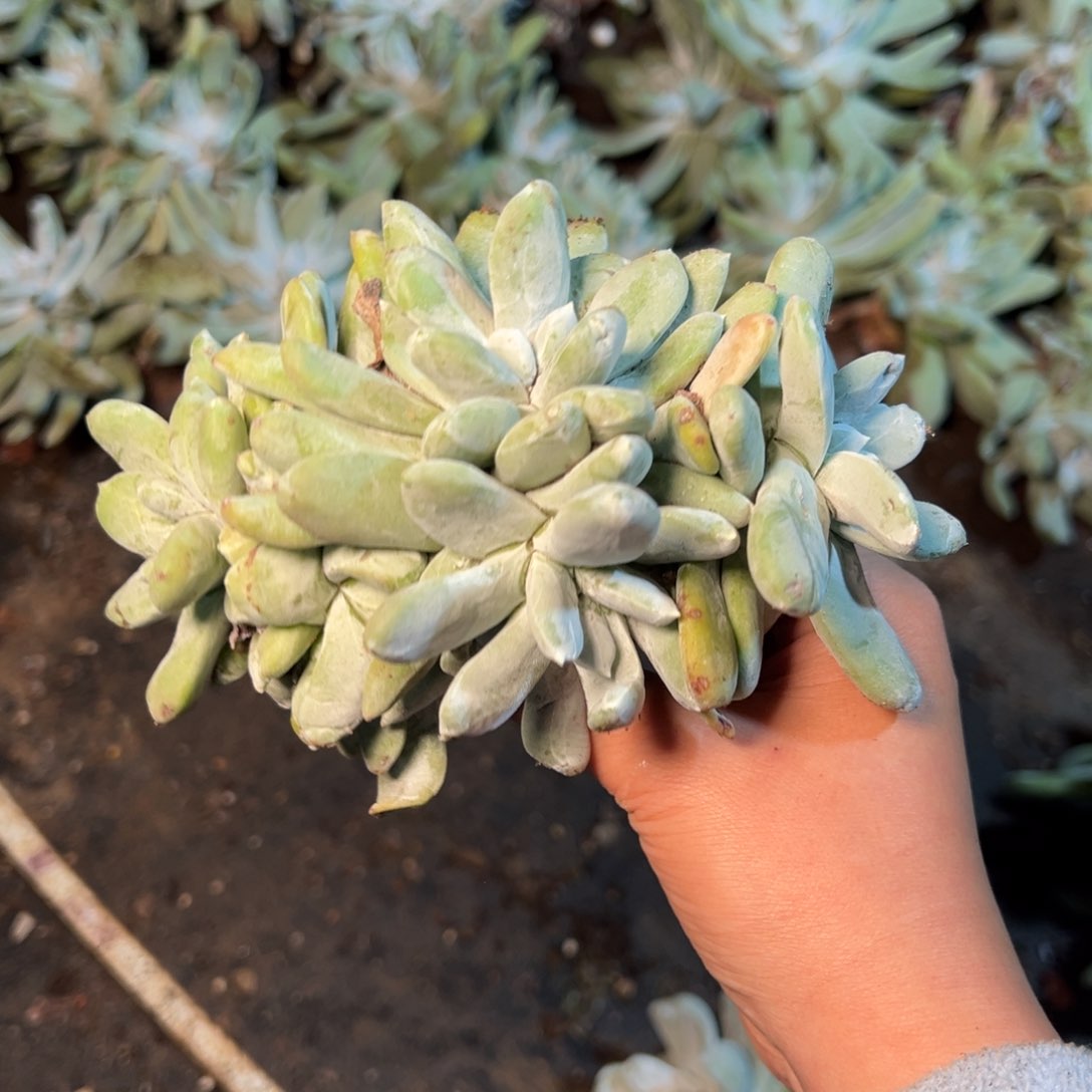 1671瑕疵无售后多肉 