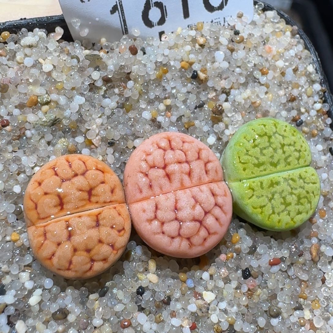 ZZZ精品清货价1616