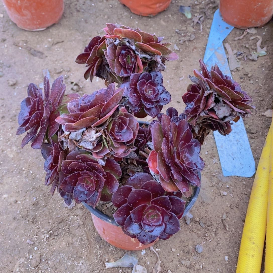 1439 号一物一拍多肉植物