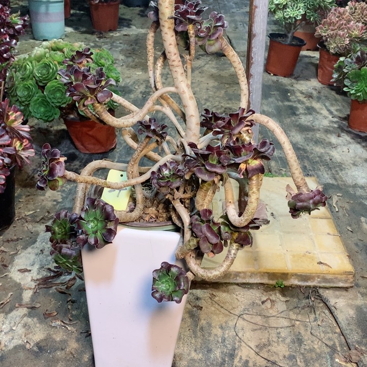 玫瑰圆叶妖桩多肉一物一拍