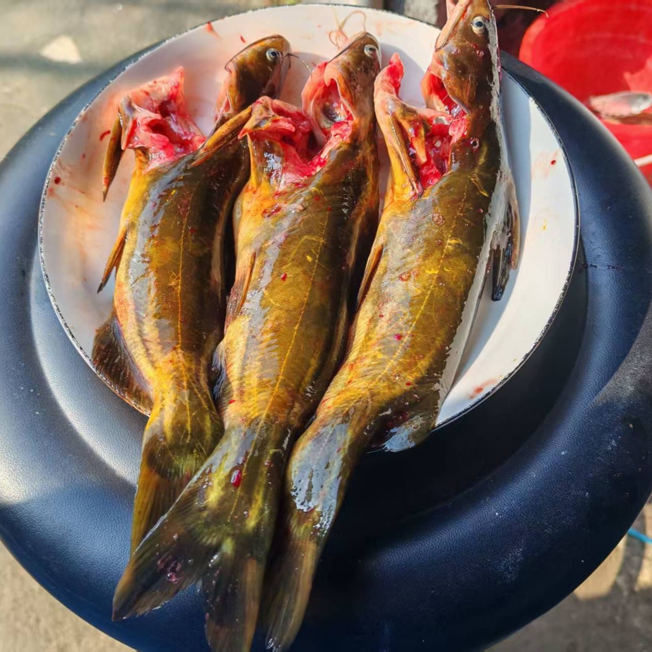 【周支书专属】江西特产顺丰冷链包邮鄱阳黄骨鱼黄丫头昂刺鱼现称