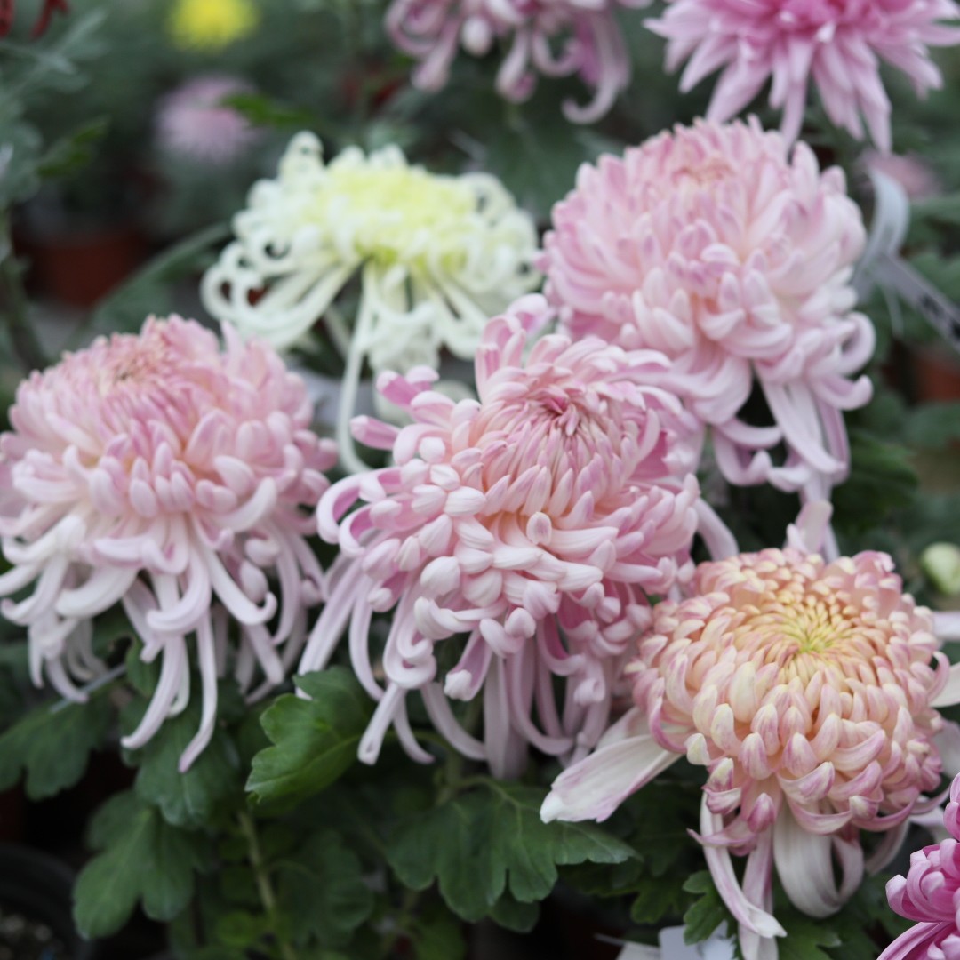 剪花贴标签发货 包对版 独本大菊一组随机10个品种45