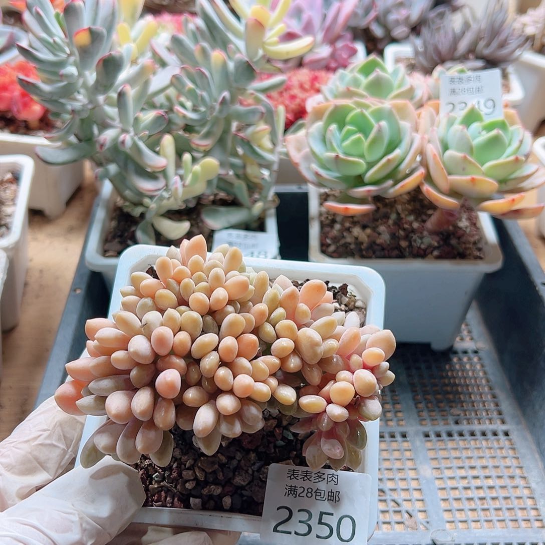 多肉一物一拍2350