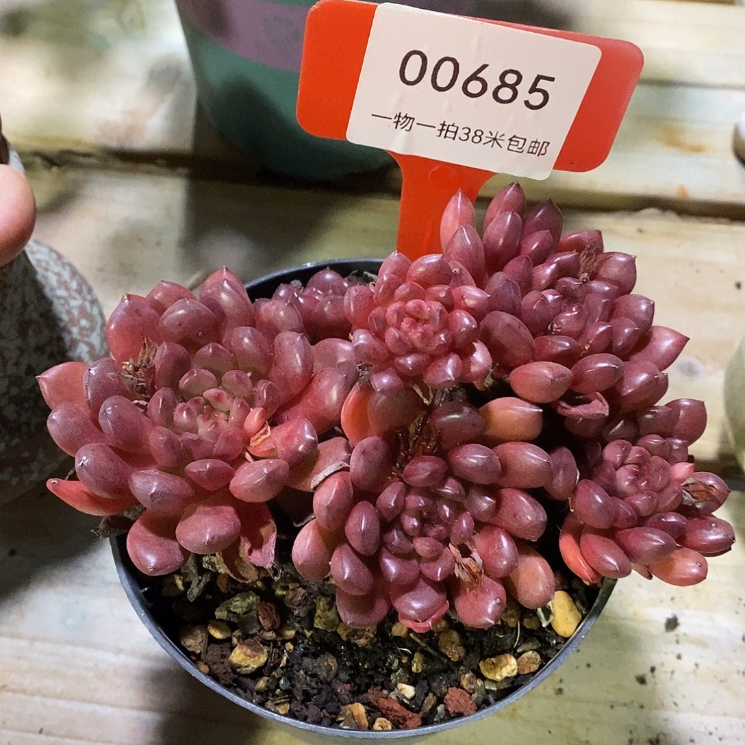 00685后金额my进口