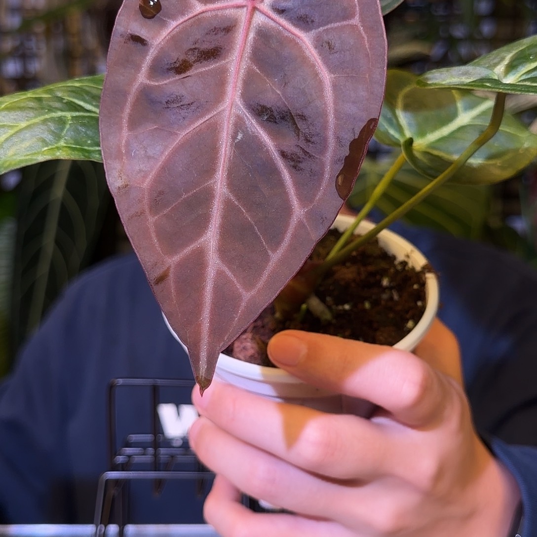 完全开放H159神奇男孩杂