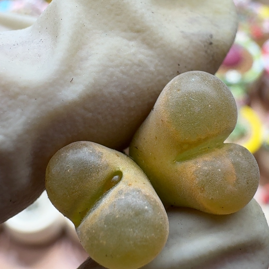 煮***茶1227-010日系黄色风铃