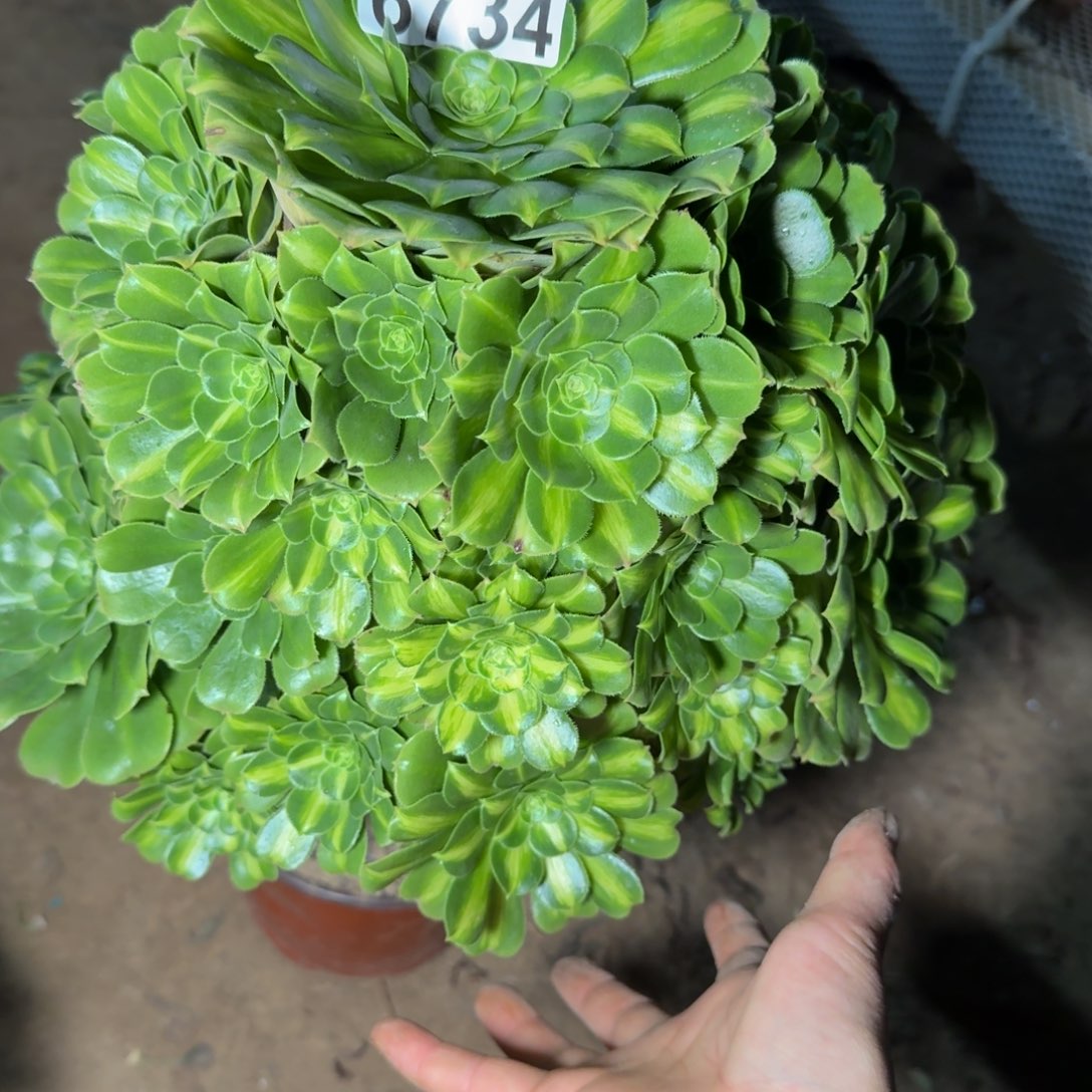 6734琉璃多肉植物