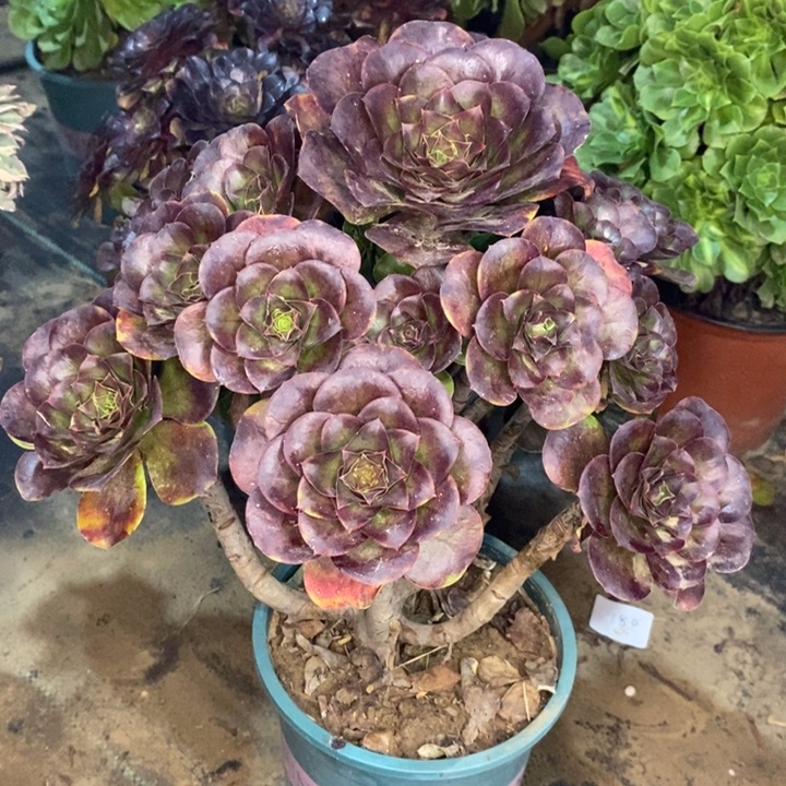 魅金玫瑰多肉植物19 