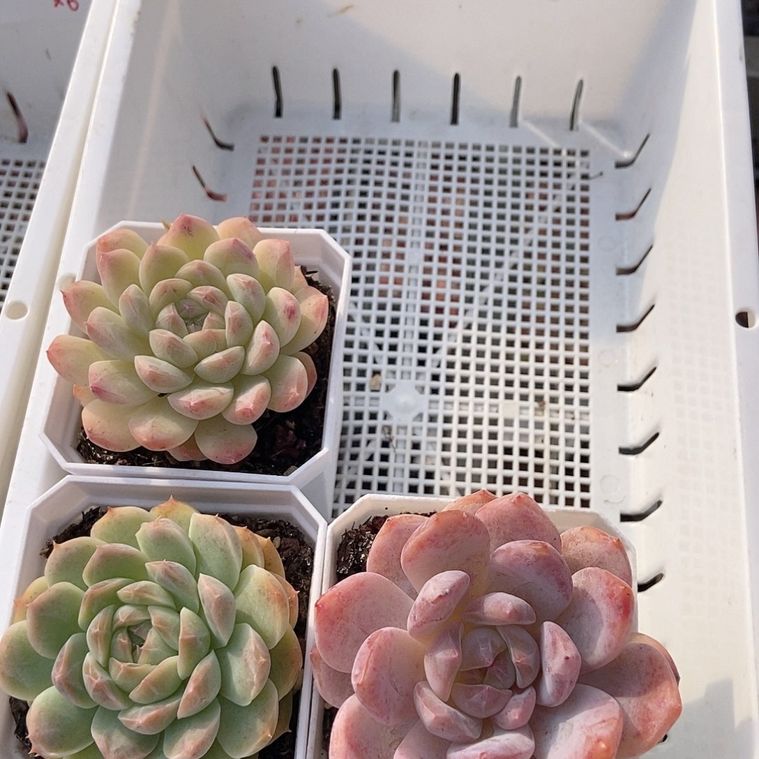 金泰家多肉，337肉肉*3