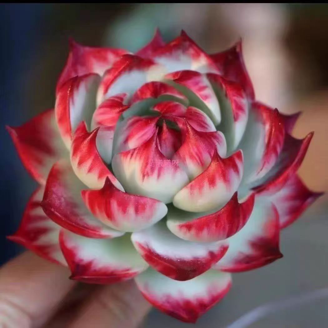 {精品锦鸿仙子} 脱土发 新手好养活 室内外养 金喜多肉