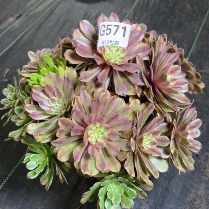 声*瑞妈多肉1.28.571