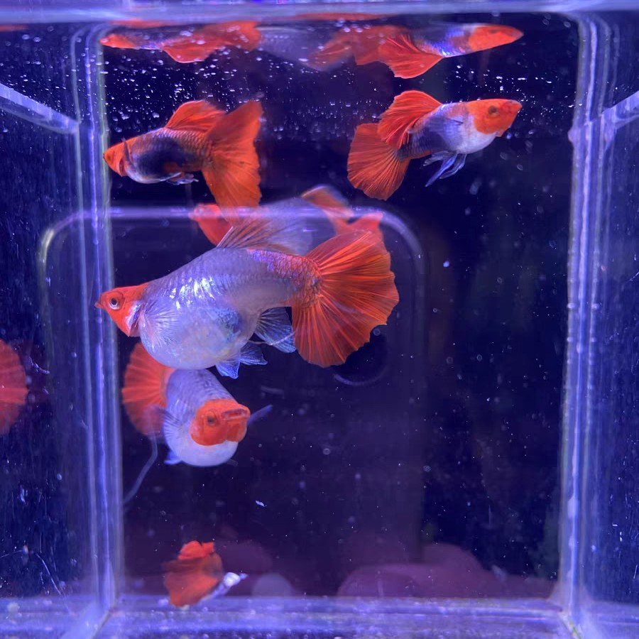 深海蓝贵族球体孔雀鱼短板3对6条