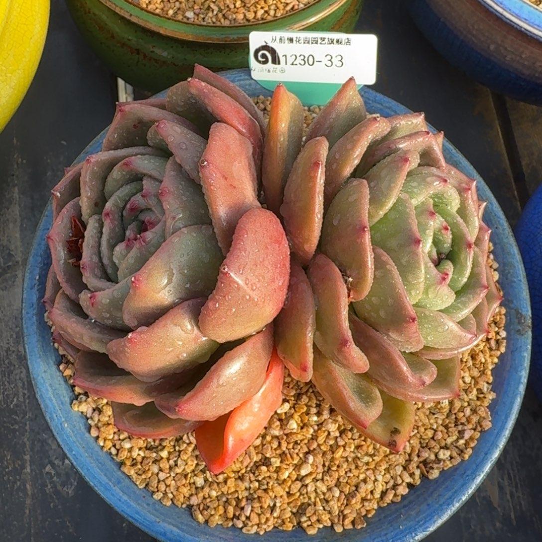 从前慢多肉精选编号1230.33