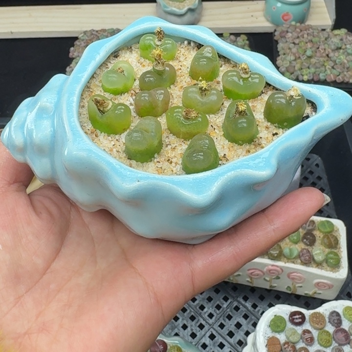 6020零下地区记得拍保温箱