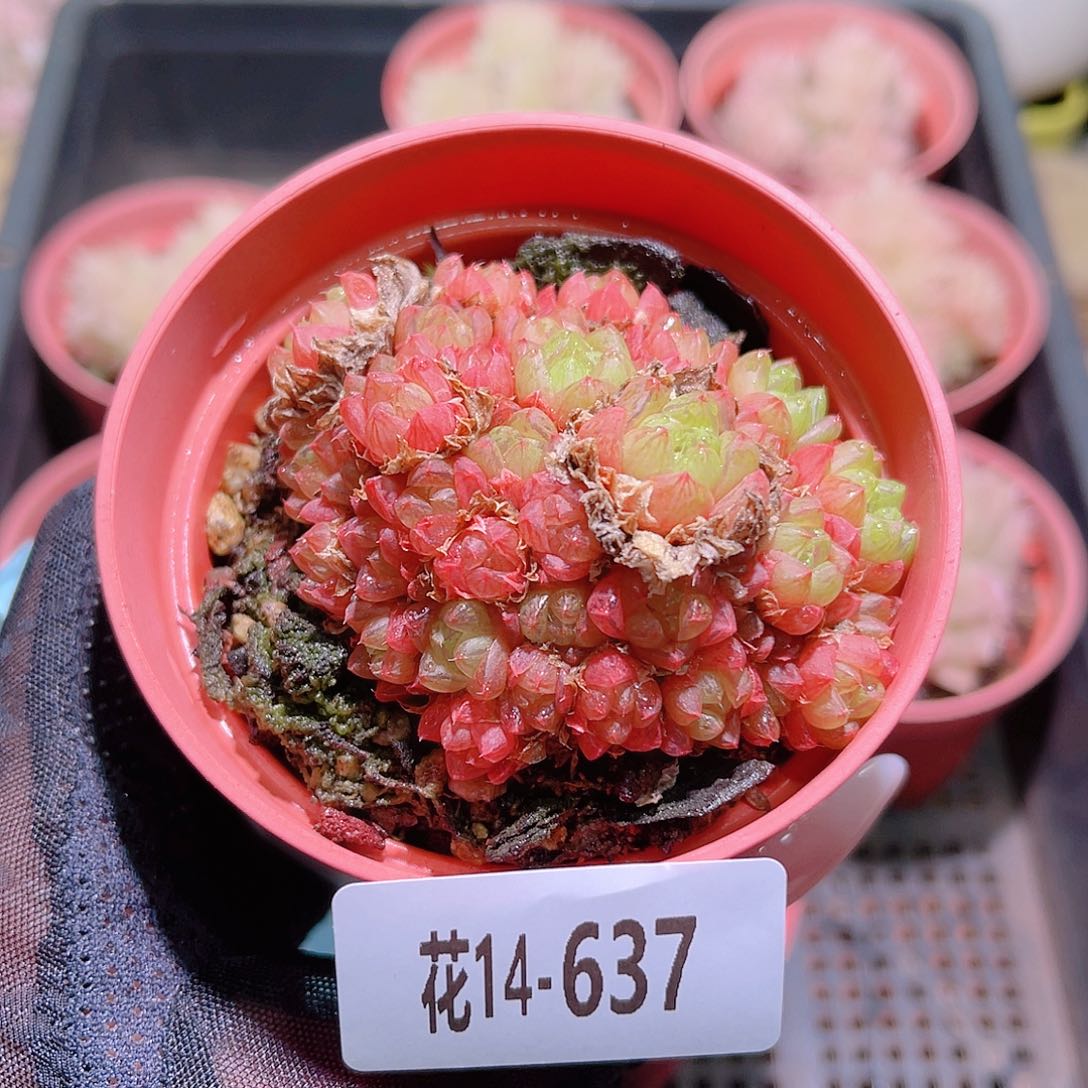 花利美14-637草玉露