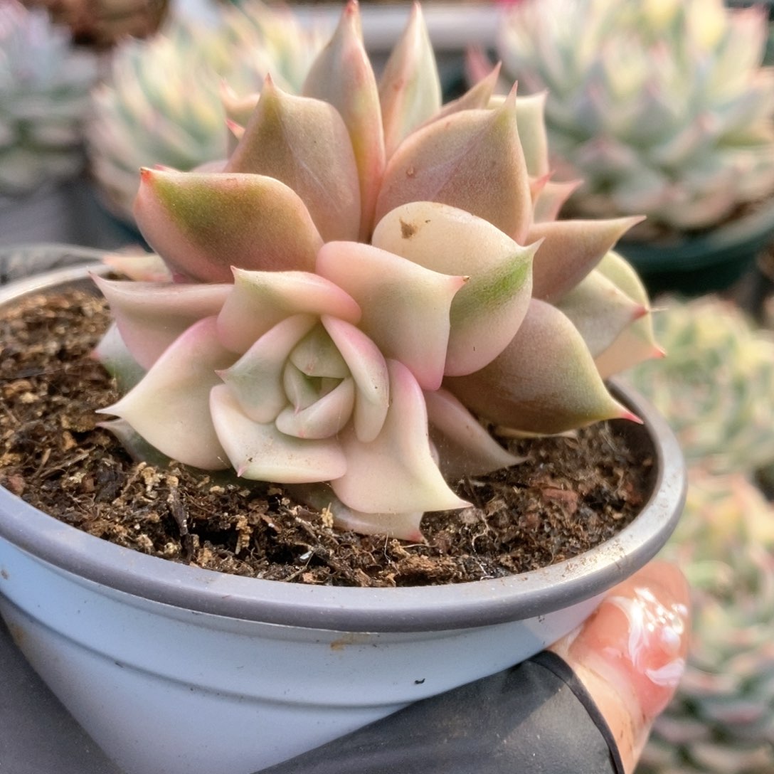 196贝加尔湖锦锦锦锦