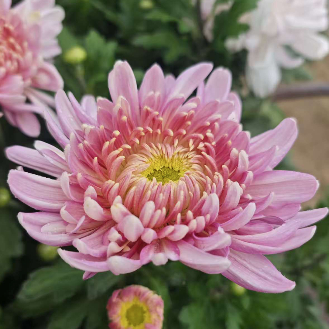 【盘龙圣莲】带花苞多年生室内外阳台绿植盆栽