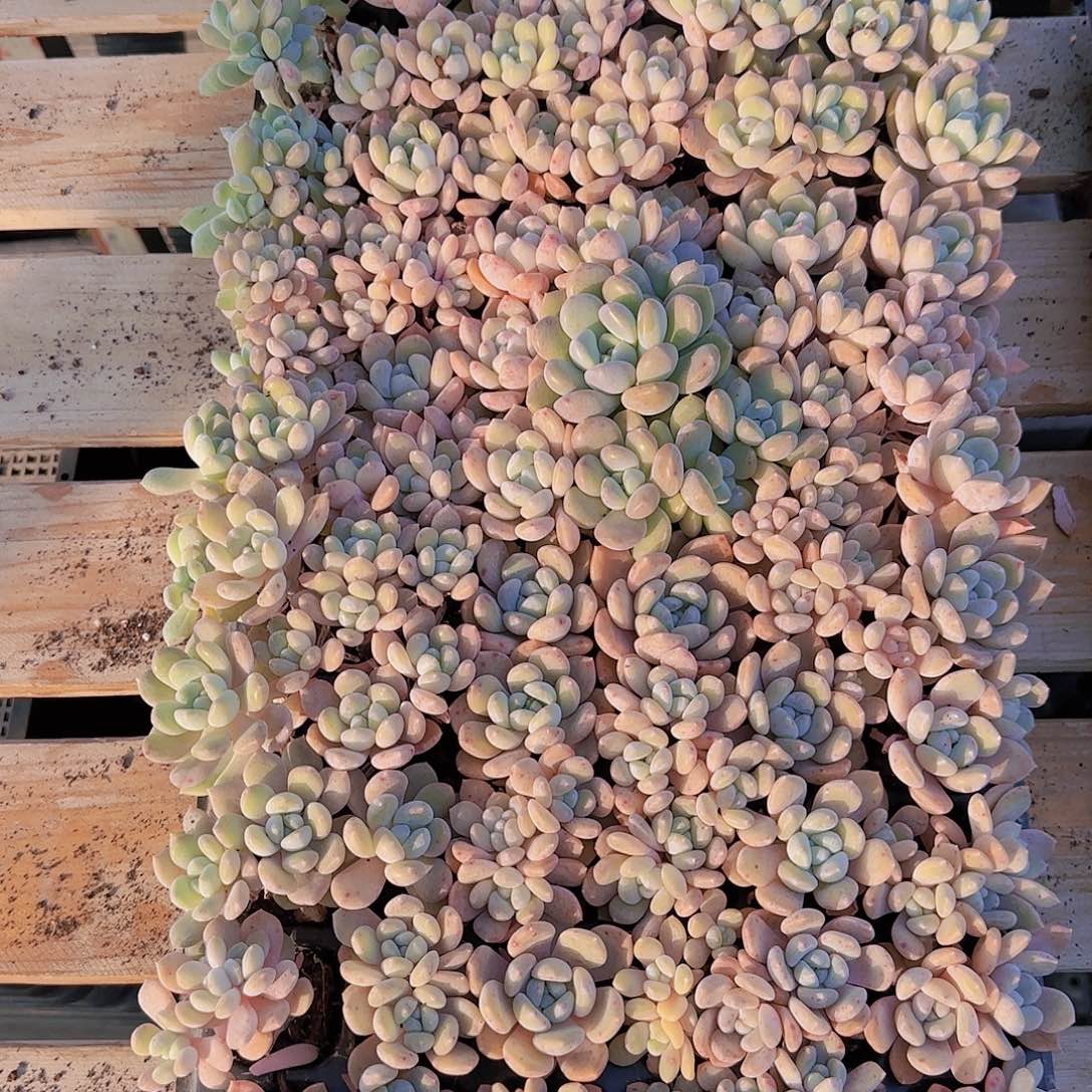 直播一物一拍多肉42