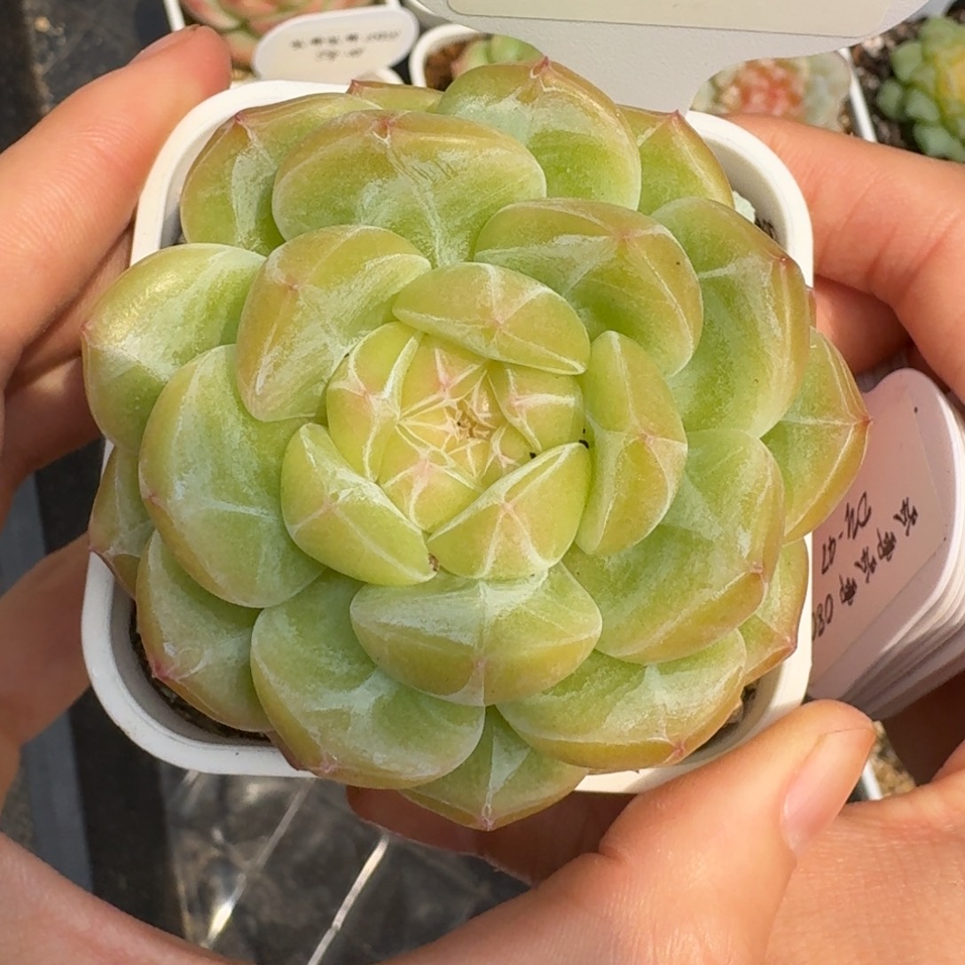 0803-46-编号混开播f