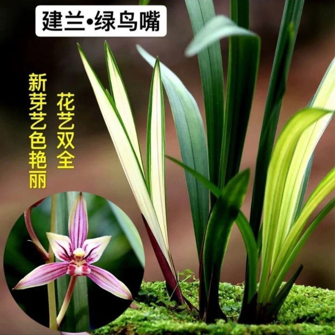 带花苞兰花苗绿鸟嘴白芽花艺双全建兰四季兰浓香型室内花卉盆栽