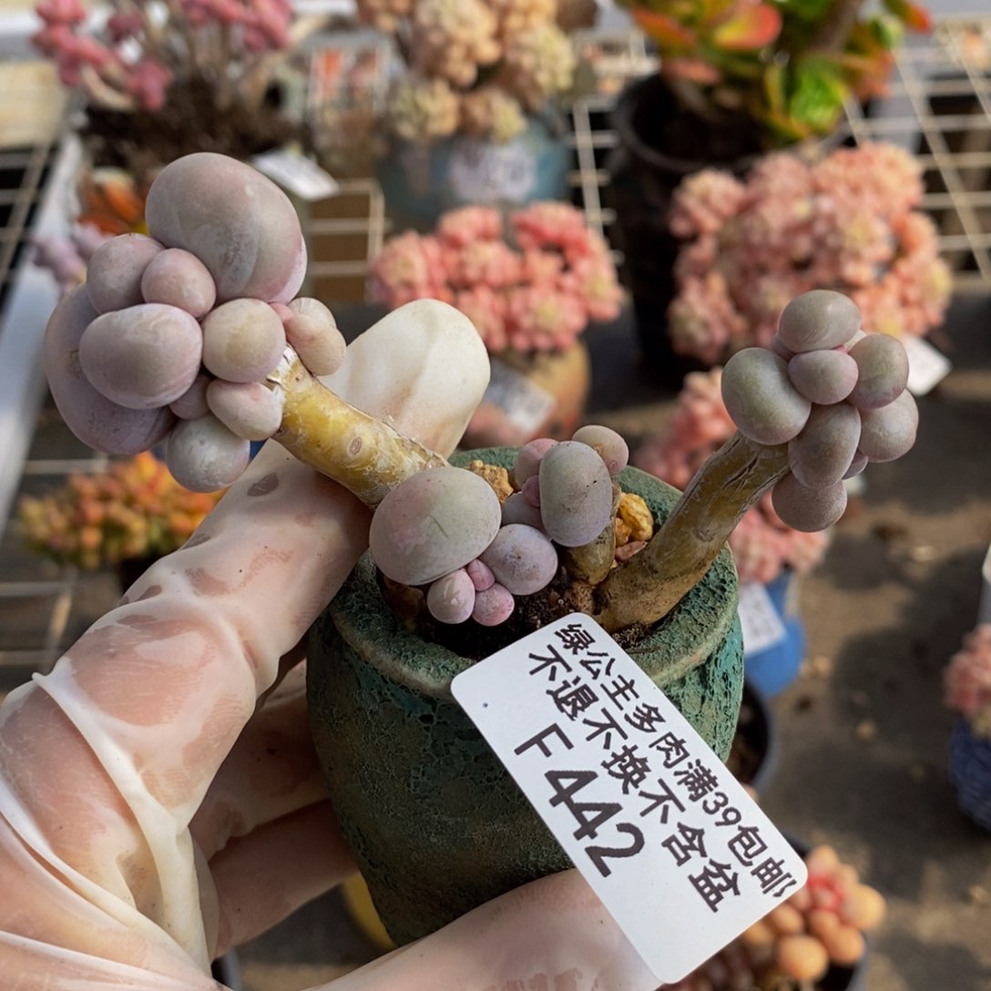 芭比奶酪442/8c m