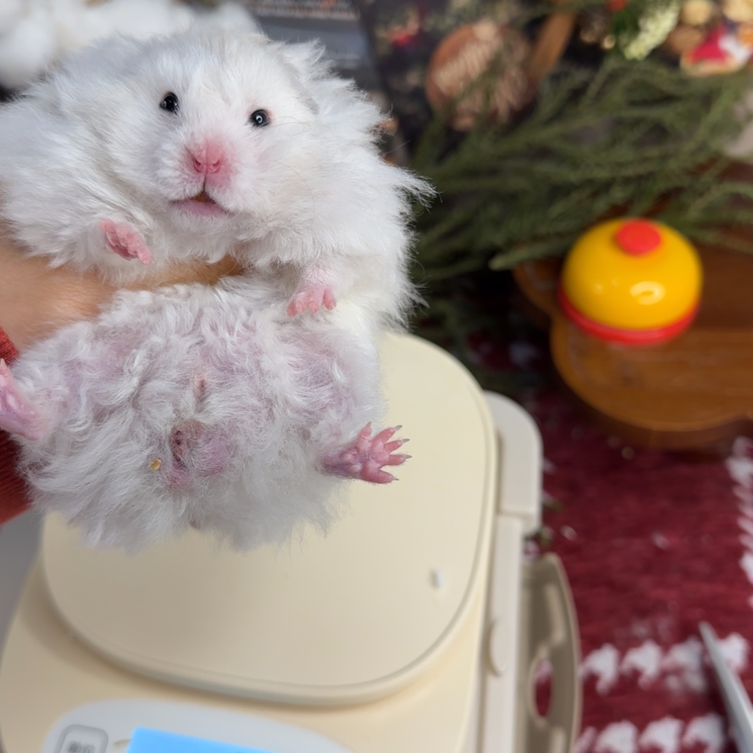 卷毛蓝火波弟弟10.18