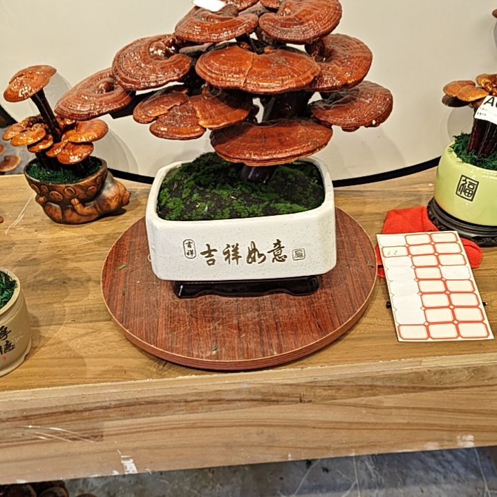 灵芝盆景高端大气上档次