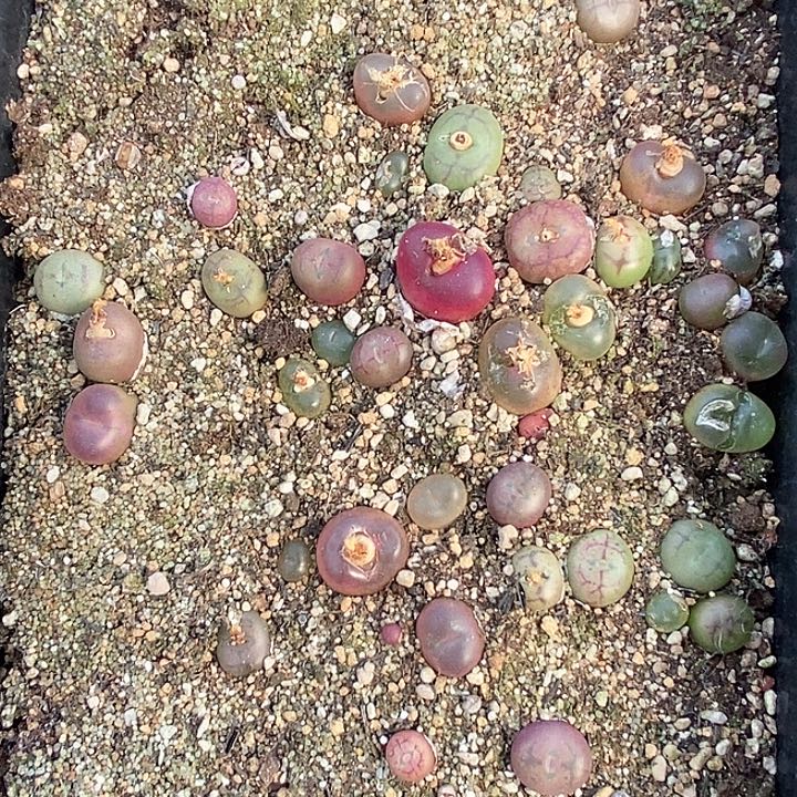 桃喜花园0203-97杂交一筐