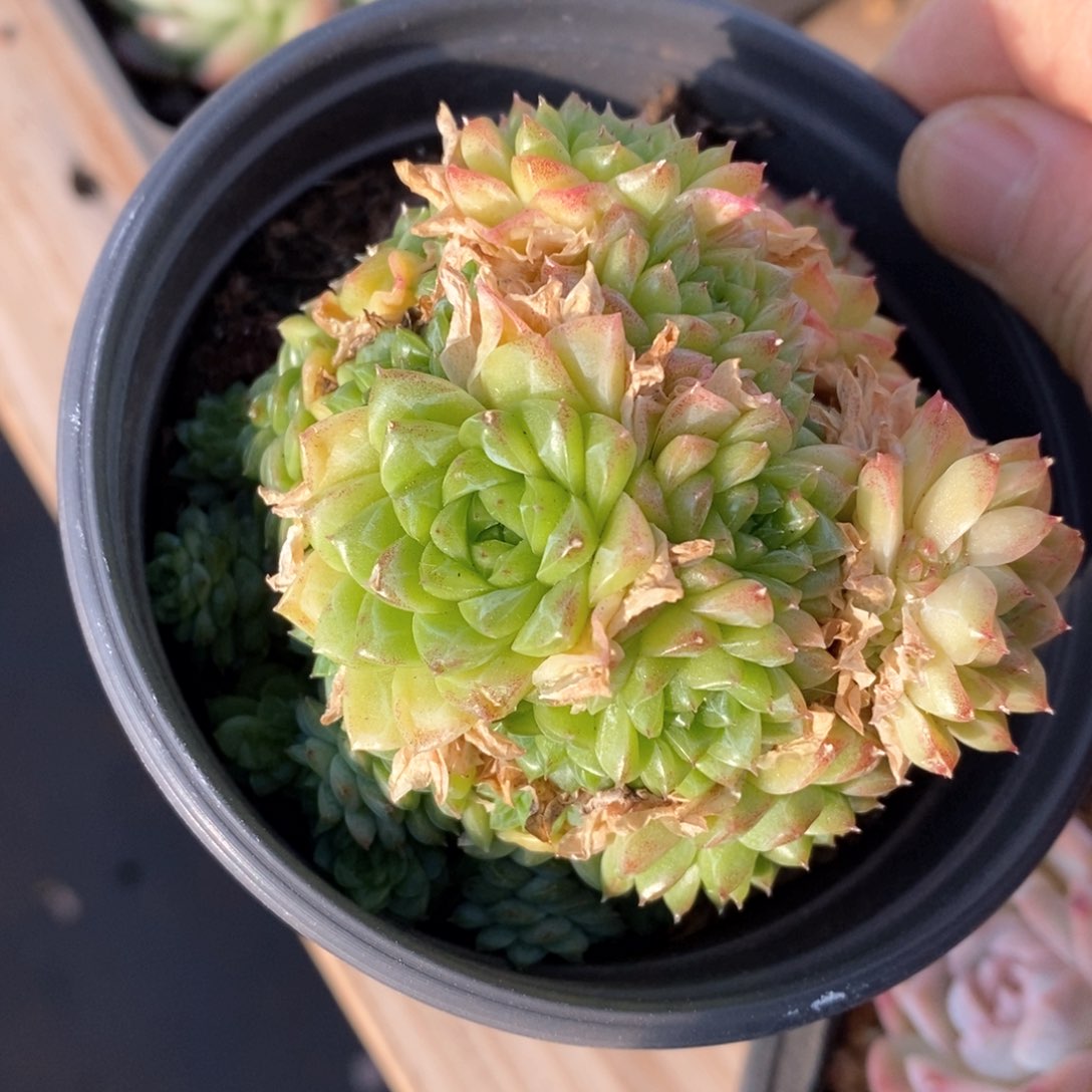 精品多肉一物一拍不包整127