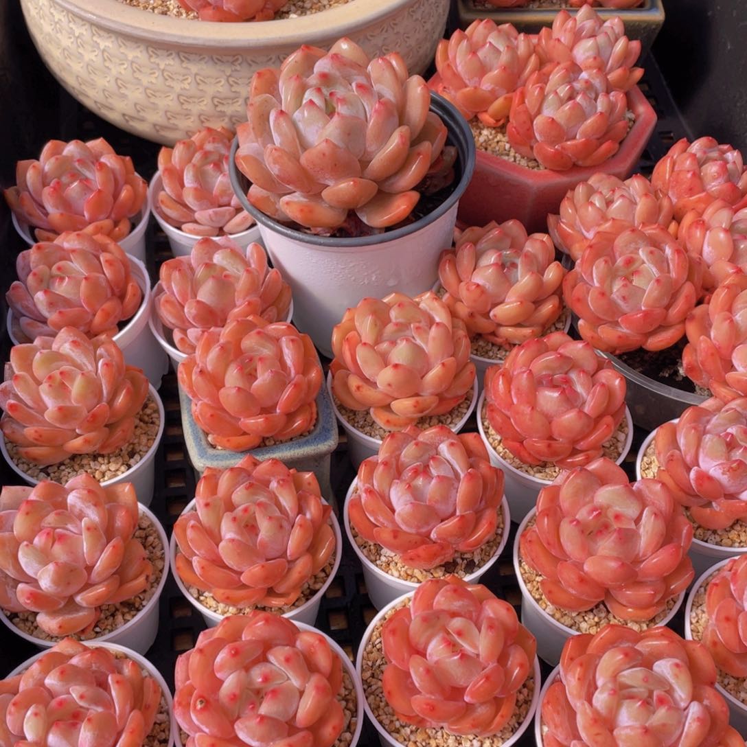 量拍66号 果冻韩版仙女橙单头5个