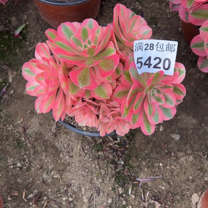 5420女巫多肉植物