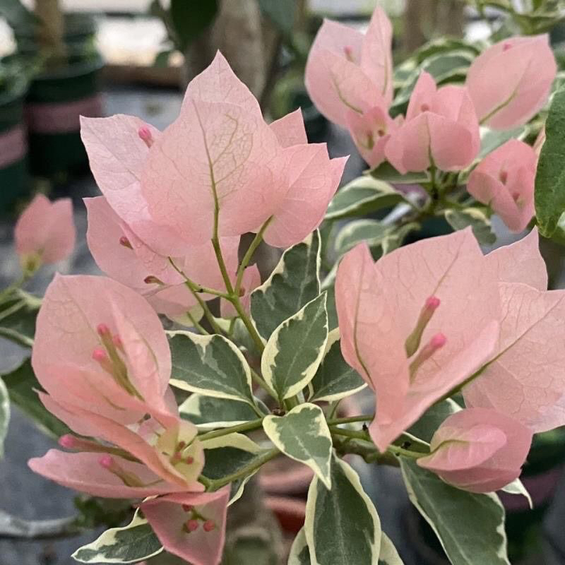 大棵绿盆马斯三角梅 带盆发货 （掉花掉叶不售后）